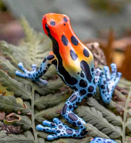 Bullyland Poison Dart Amazonica Frog #68521 Scenic Picture rear View