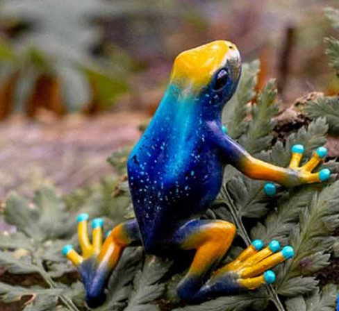 Bullyland Poisen Dart Tucumumaque Frog #68522 Scenic Picture rear View