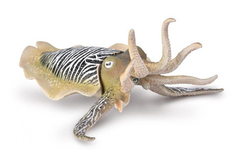 CollectA Common Cuttlefish #80009 Manufacturer Picture