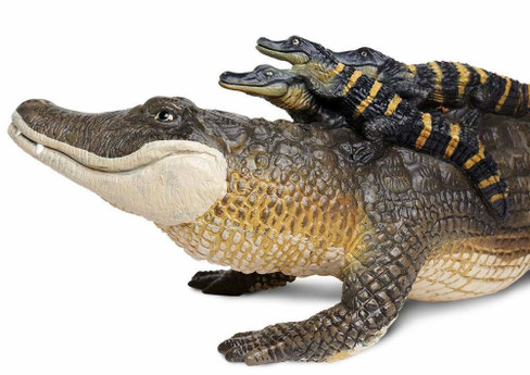 Safari Ltd. Alligator with Babies - Close up Head View
