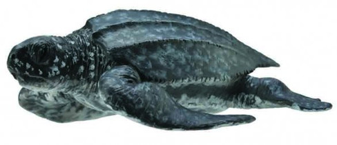 CollectA Leatherback Sea Turtle - Manufacturer Picture