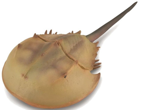 CollectA Horseshoe Crab Figure