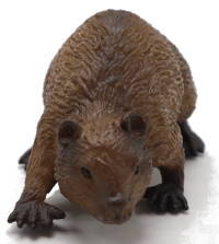 CollectA Beaver - Front View