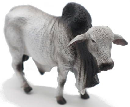CollectA Brahman Bull - Front Angle View