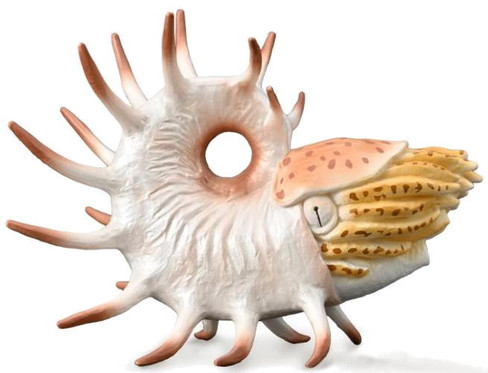 CollectA Cooperoceras Figure