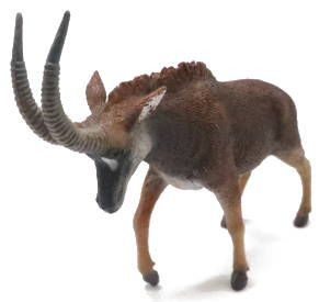 Collect Giant Sable Antelope - Female - Front Angle View