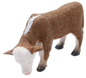 CollectA Hereford Calf - Grazing - Front Angle View