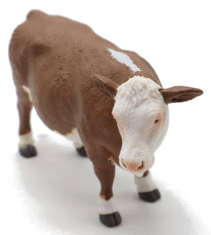 CollectA Hereford Cow - Front Angle View