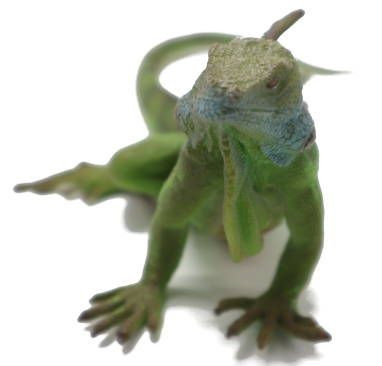 CollectA Iguana Lizard - Front View