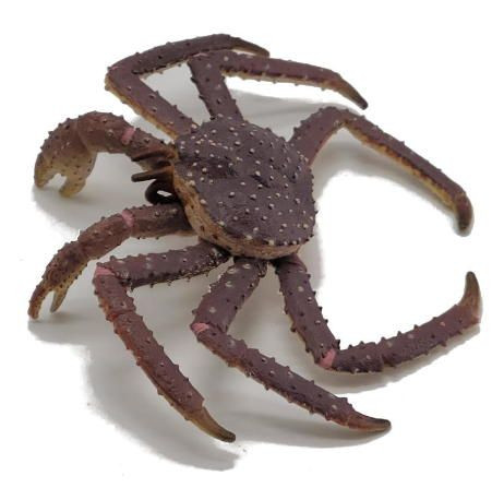 CollectA King Crab - Top View