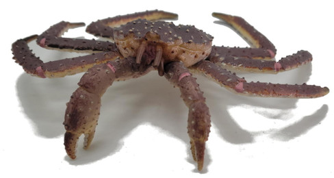 CollectA King Crab - Front View
