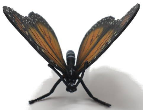 CollectA Monarch Butterfly - Front View