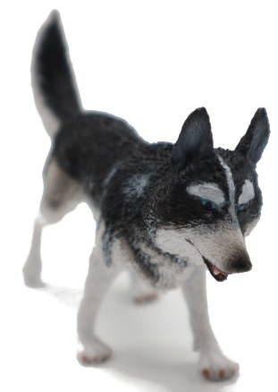CollectA Siberian Husky Dog - Front Angle View
