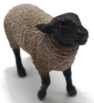 CollectA Suffolk Sheep - Front Angle View