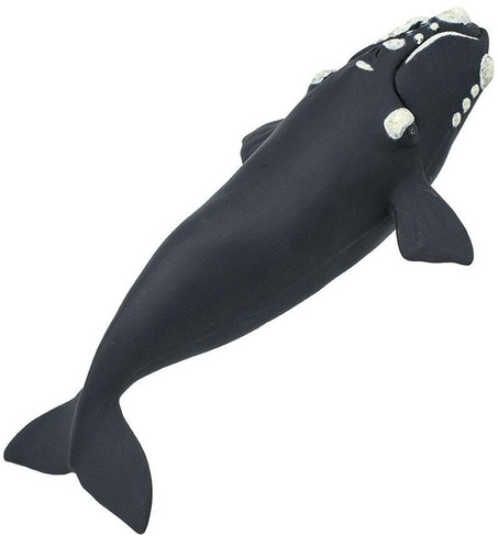 Safari Ltd Right Whale - Top View