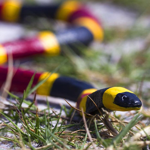 Safari Ltd. Coral Snake Figure - Nature Picture 1