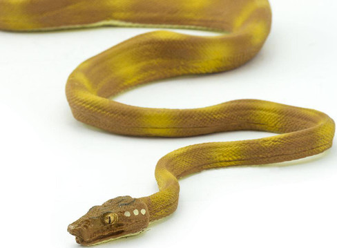 Safari Ltd. Amazon Tree Boa Snake - Front View Angle View