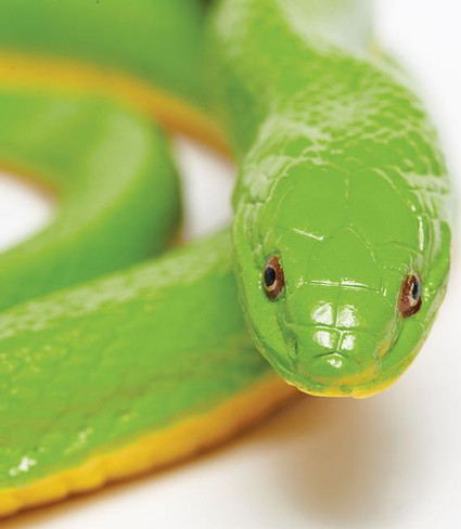 Safari Rough Green Snake - Front View