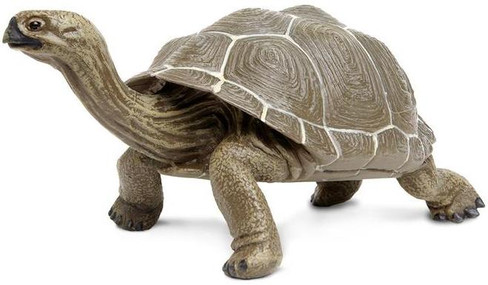 Safari Ltd Large Tortoise - Front Angle View