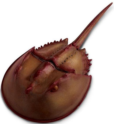 Safari Ltd Horseshoe Crab - Top View