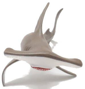 Safari Ltd Hammerhead Shark Baby - Front View