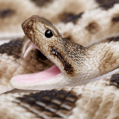 Safarit Ltd Eastern Diamondback Rattlesnake - Close Up Head View