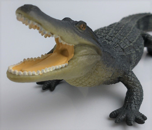 Safari Ltd Alligator - Close Up Face View