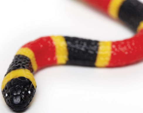 Safari Ltd Coral Snake Baby - Close Up Head View