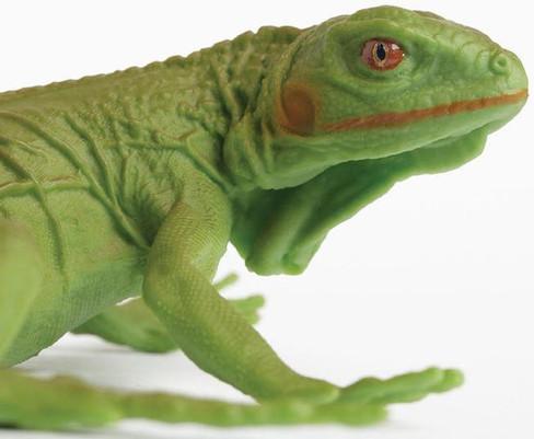 Safari Ltd. Iguana Baby Lizard - Close Up Head View