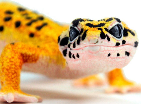 Safari Ltd. Leopard Gecko - Close Up Face View