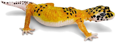 Safari Ltd. Leopard Gecko - Side Angle View