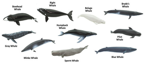 Safari Ltd Whales Toob - Contents Picture