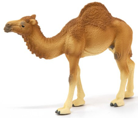 chleich Dromedary Camel - Side View