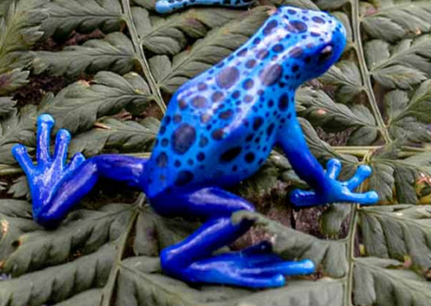 Bullyland Poison Dart Azureus Frog #68523 Scenic Picture rear View