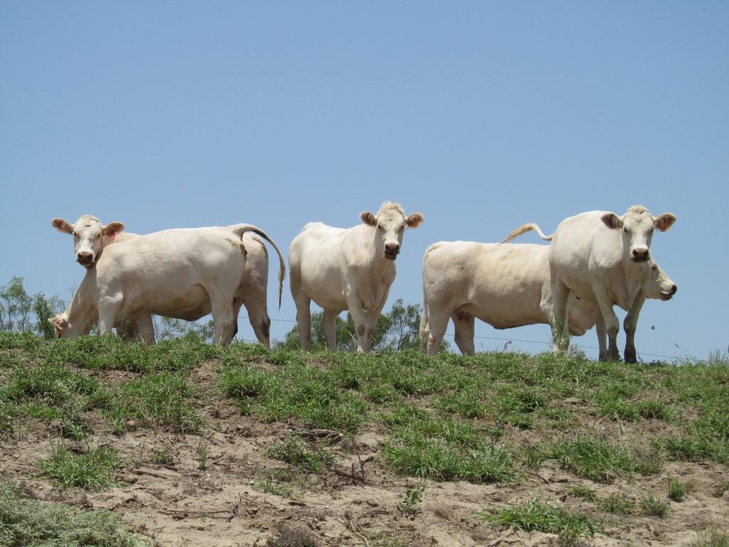 registered-charolais-texas-3