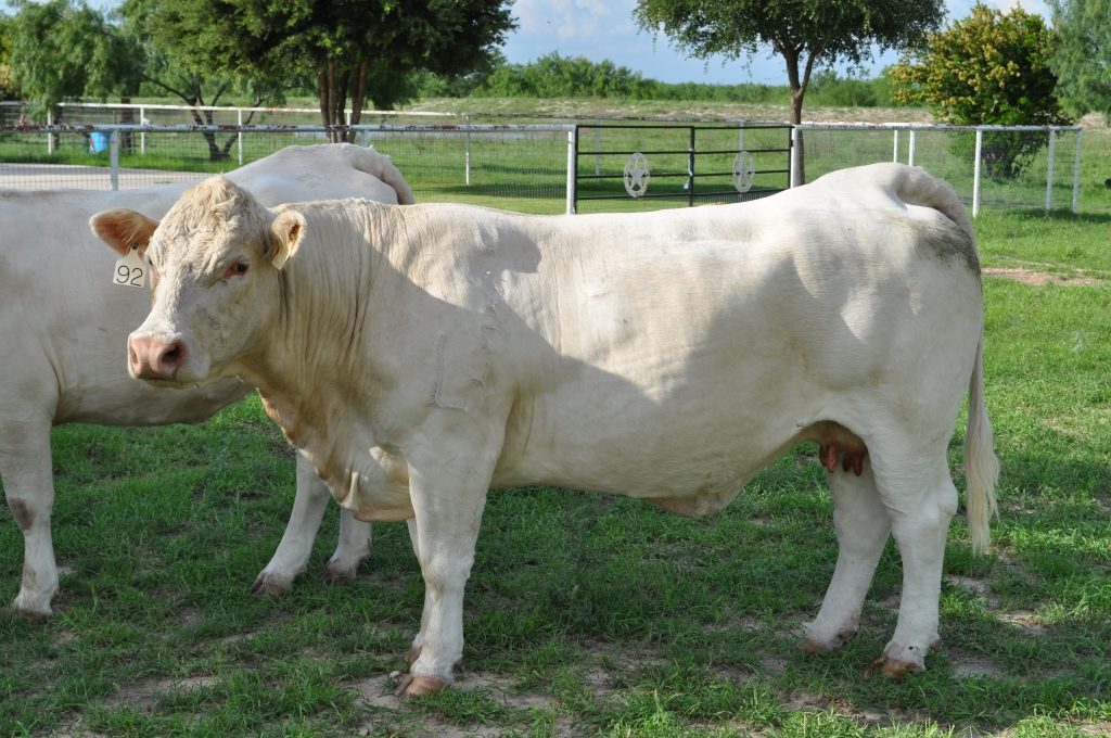 registered-charolais-texas-4