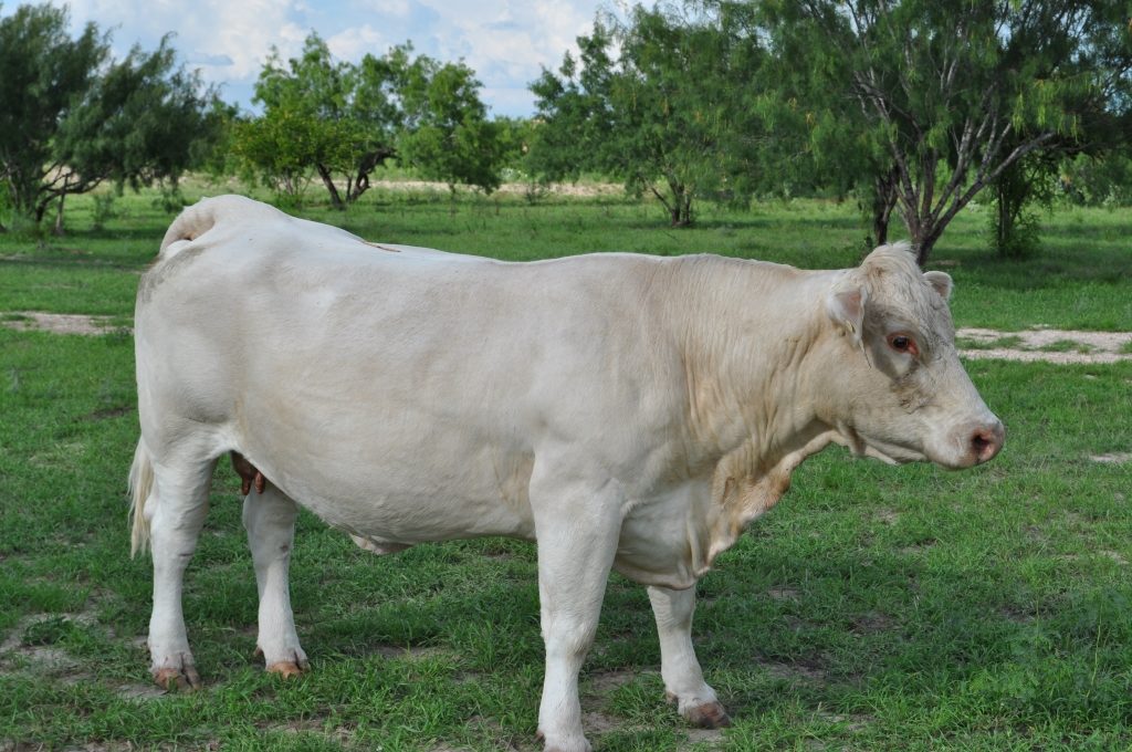 registered-charolais-texas-5