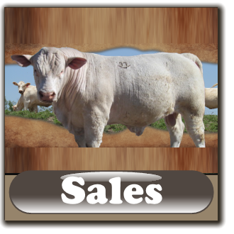Happy11Charolais-Sales