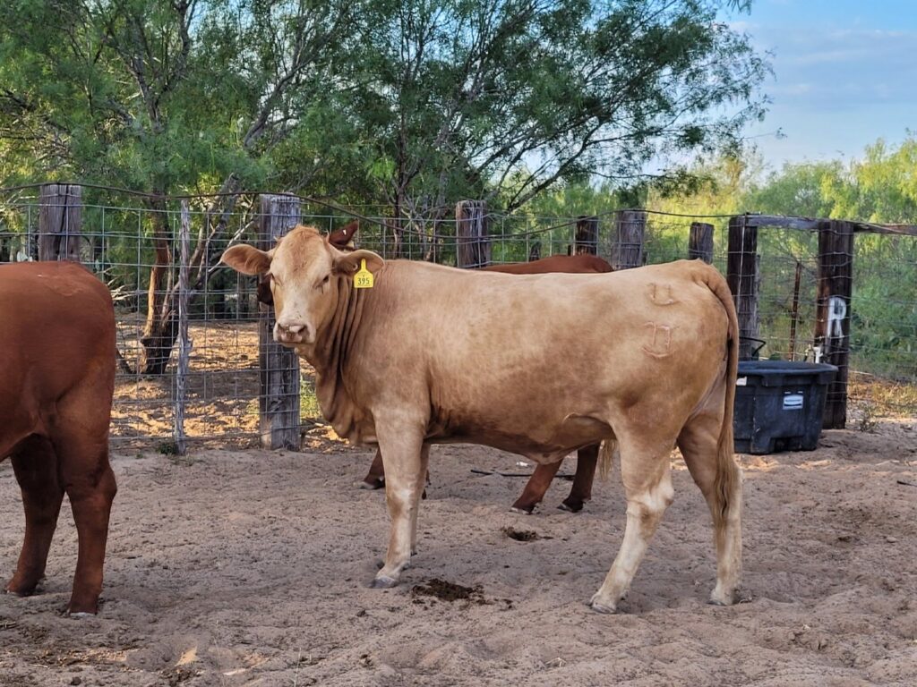Happy11Charolais-Other-Breed
