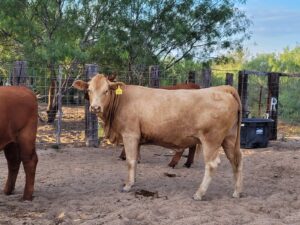 Happy11Charolais-Other-Breed